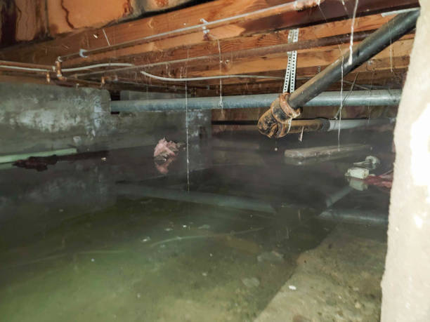 Best Flood restoration services  in Linthicum, MD