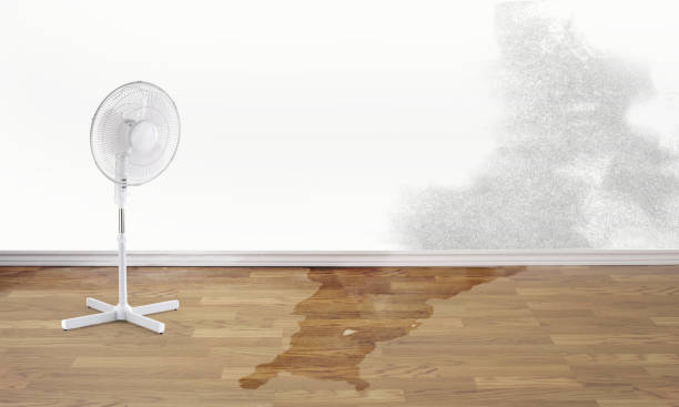 Best Mold removal after water damage  in Linthicum, MD
